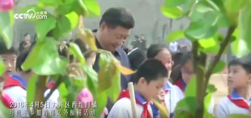 美丽中国我先行｜“植”此青绿